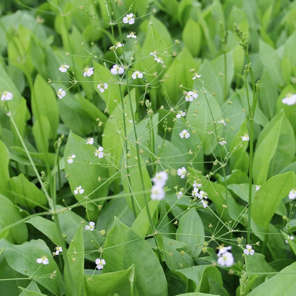 Alisma Plantago Aquaticum - European Water Plantain