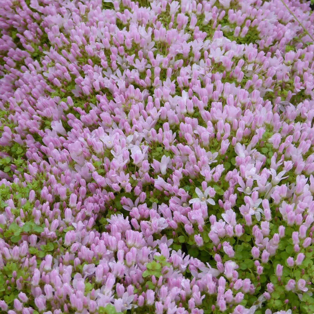 Anagallis Tenella - Bog Pimpernel