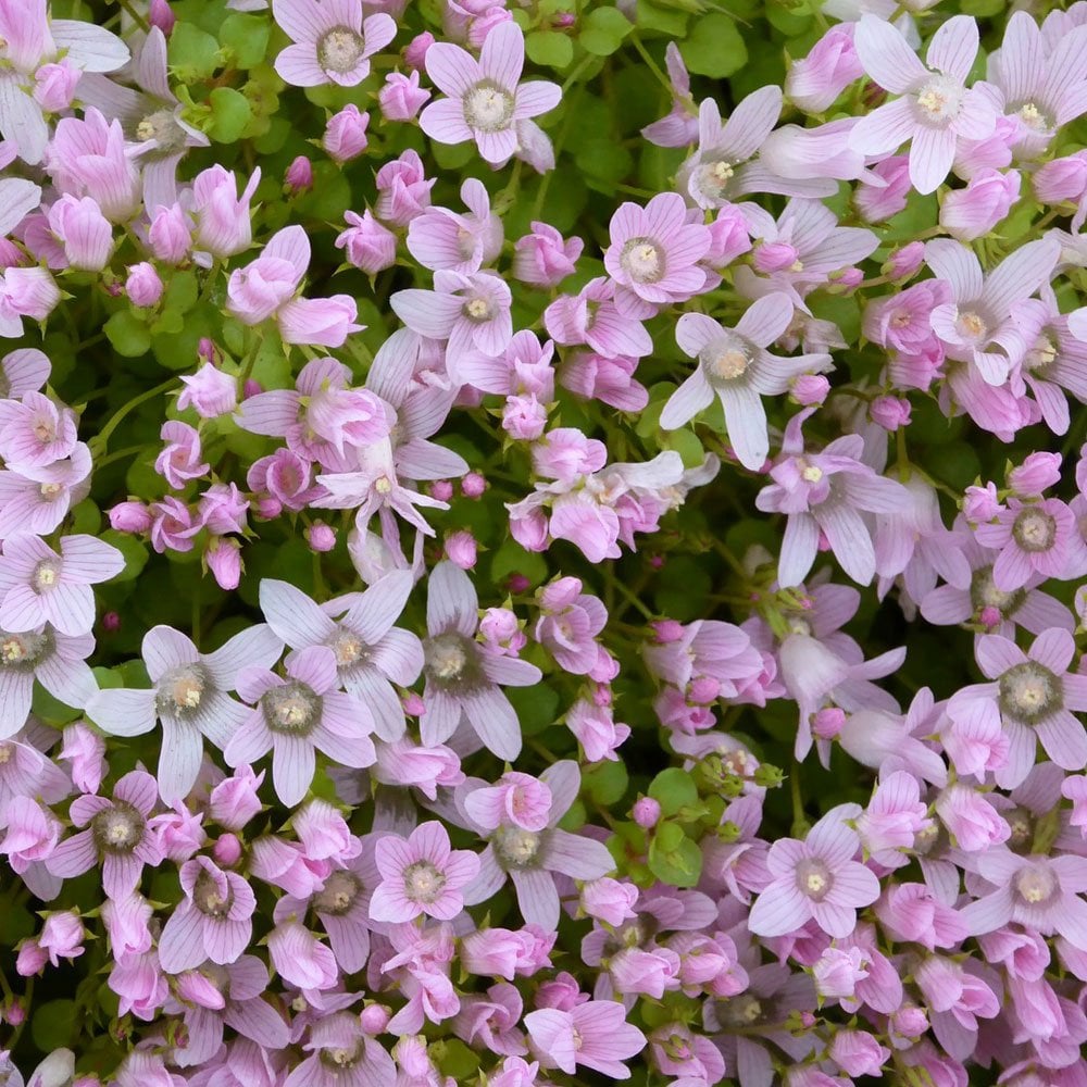 Anagallis Tenella - Bog Pimpernel