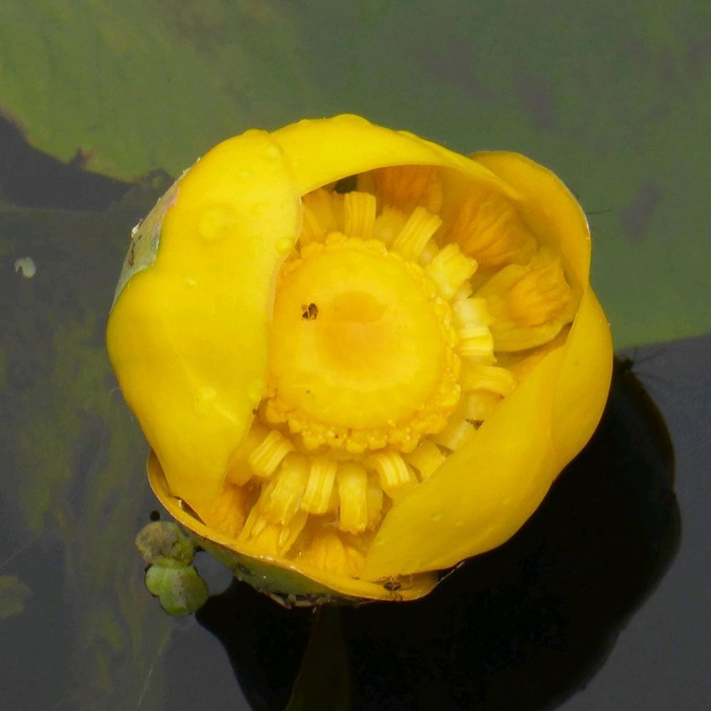 Nuphar Lutea - Yellow Waterlily