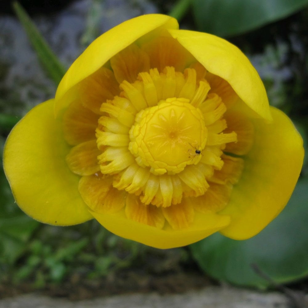 Nuphar Lutea - Yellow Waterlily