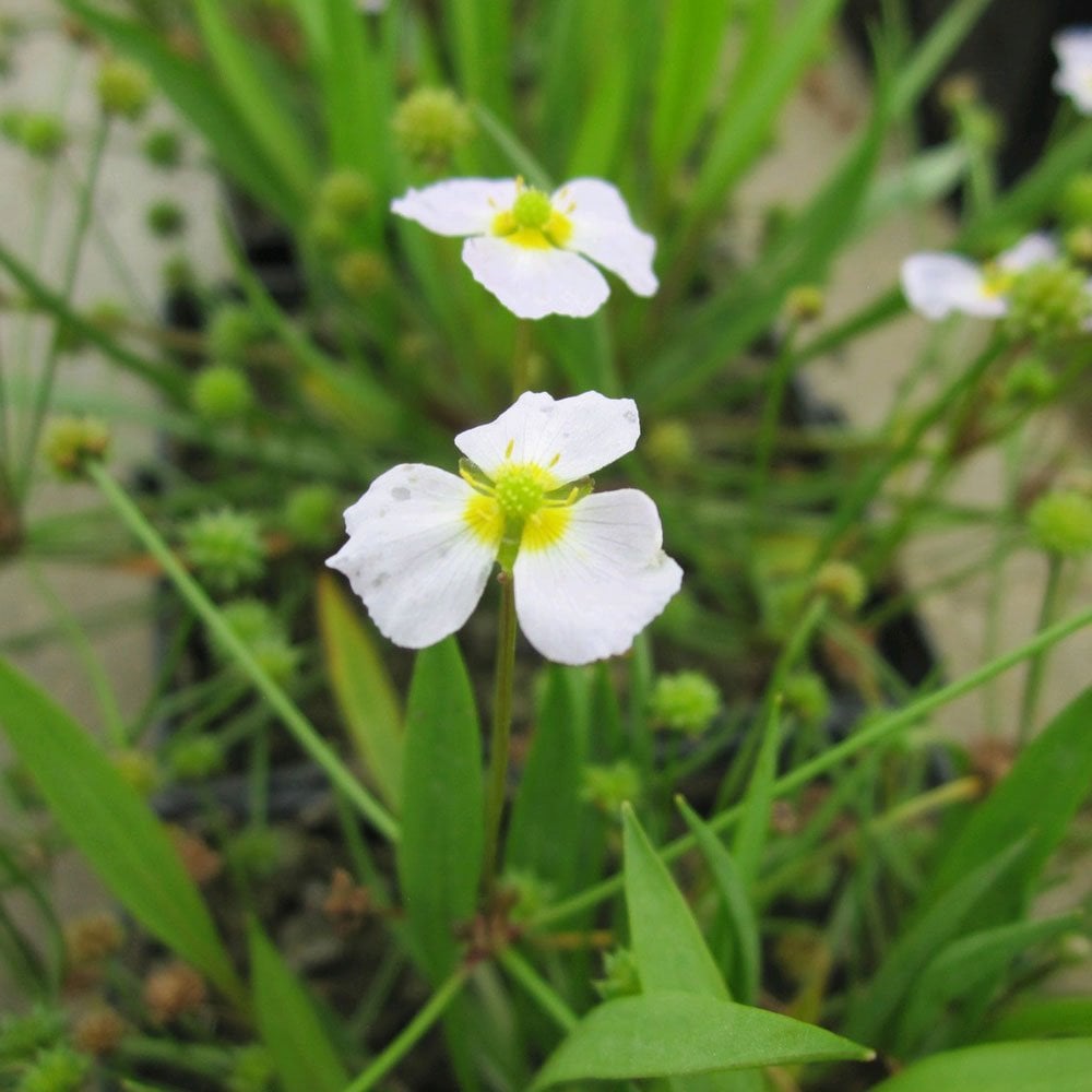 Baldellia Ranunculoides - Lesser Water Plantain