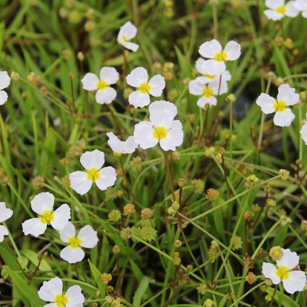Baldellia Ranunculoides - Lesser Water Plantain