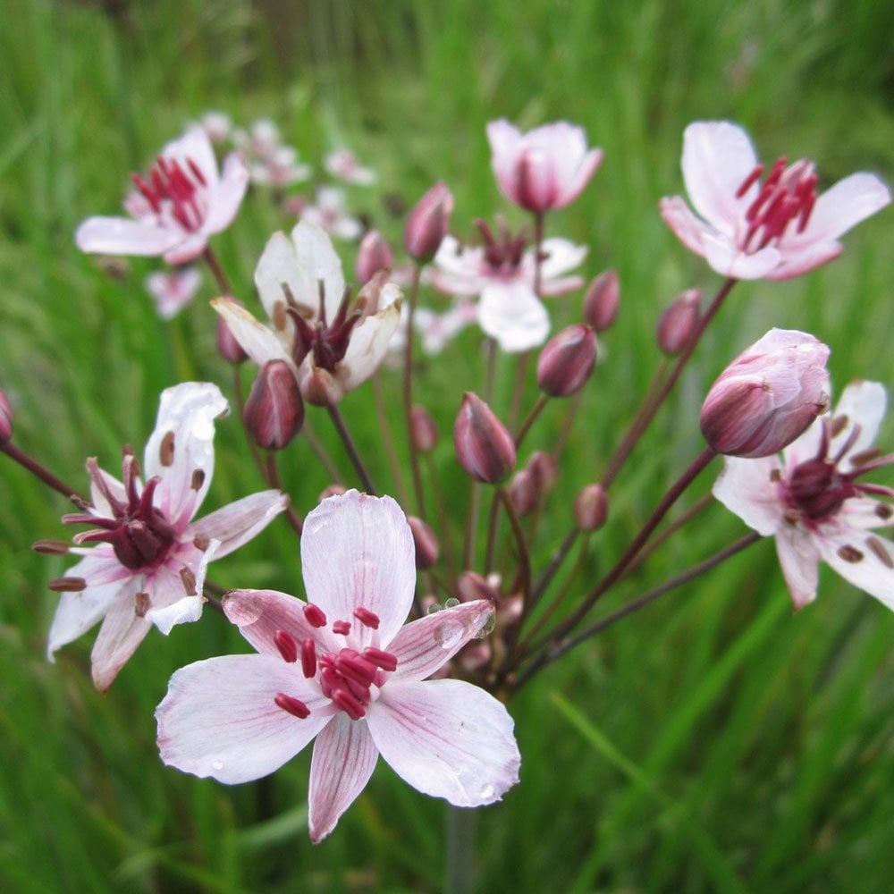 Butomus Umbellatus - Flowering Rush
