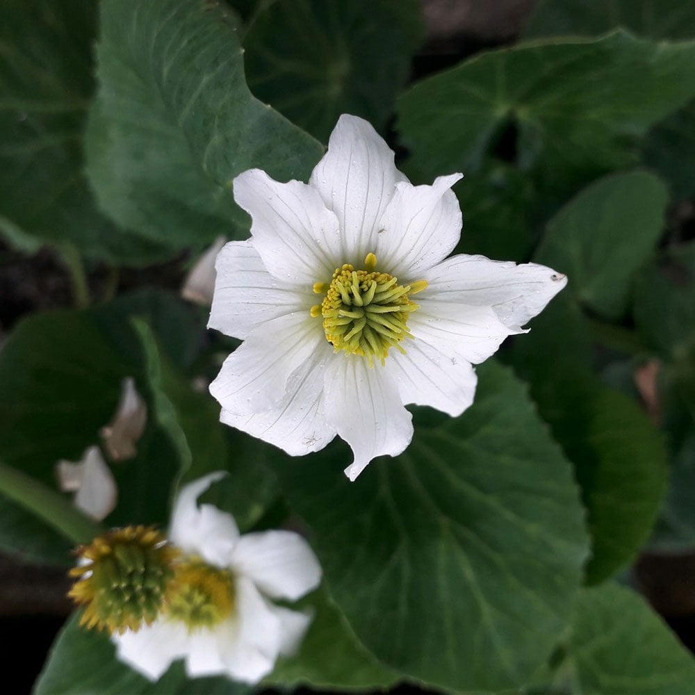 Caltha Leptosepala - White Broadleaved Marsh Marigold