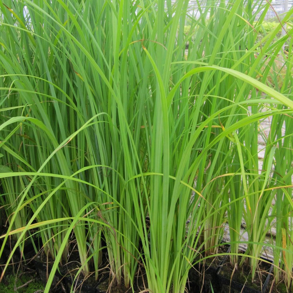 Carex Acuta - Slender Tufted Sedge