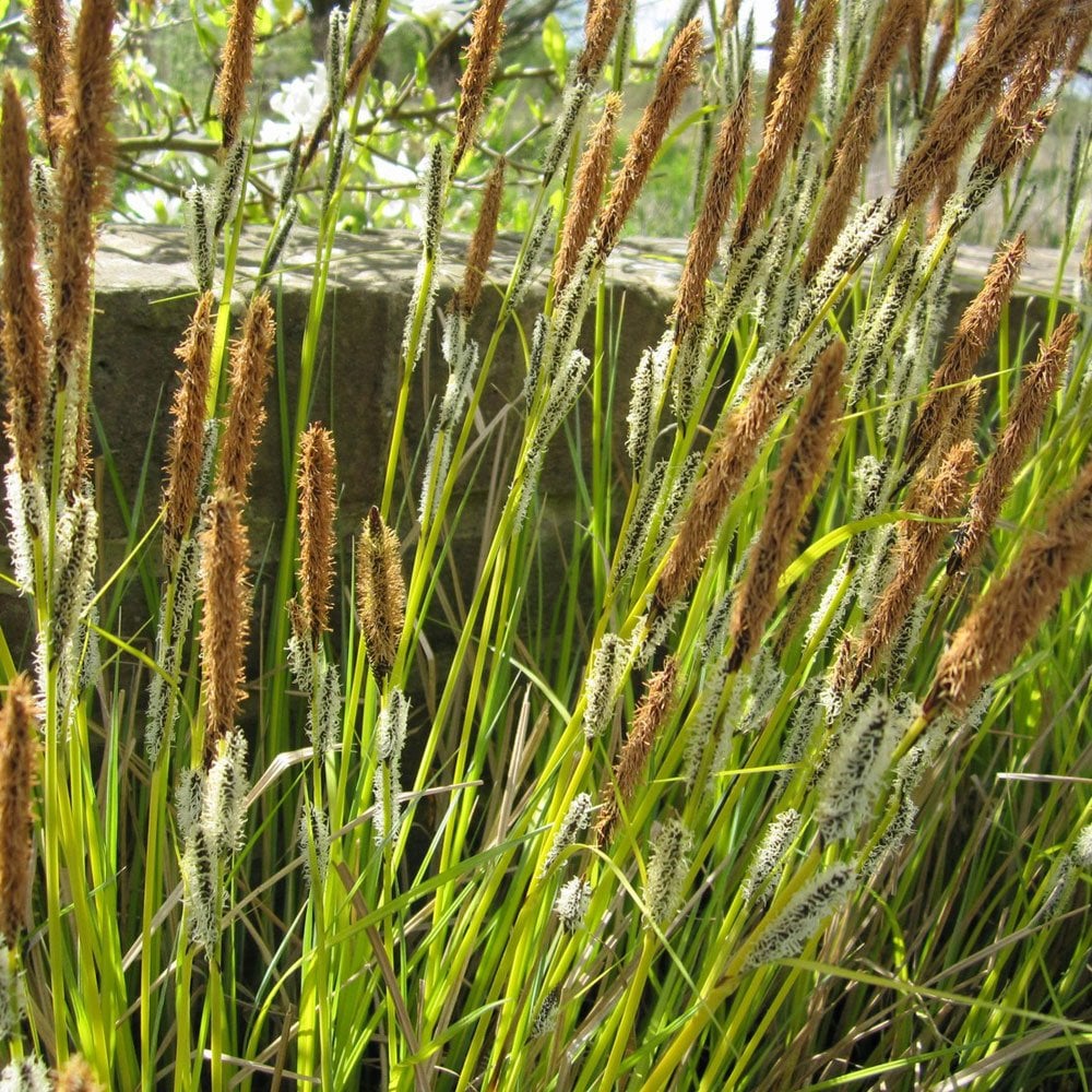Carex Acuta - Slender Tufted Sedge