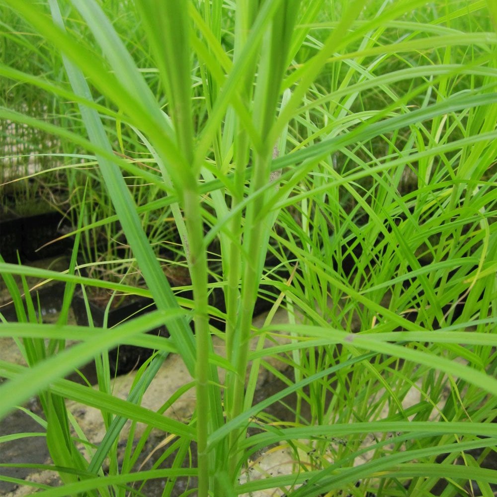 Carex Muskingumensis - Musk Sedge