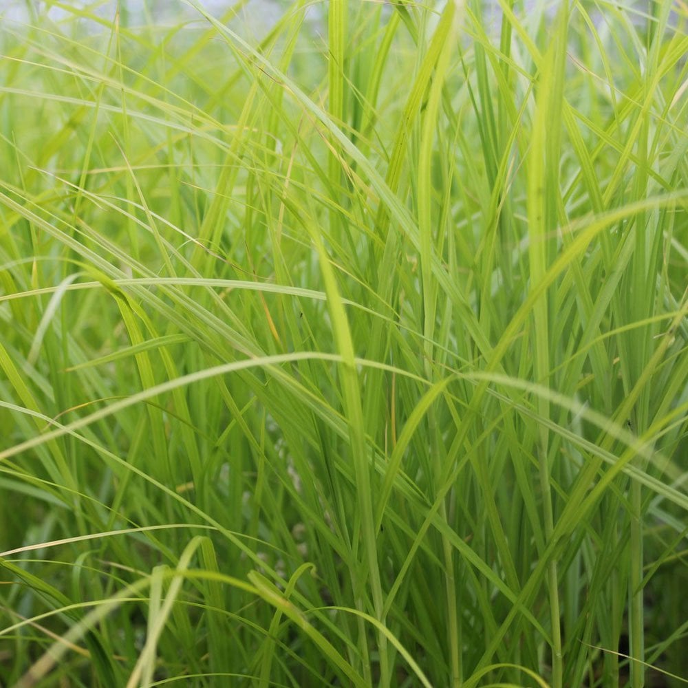 Carex Muskingumensis - Musk Sedge