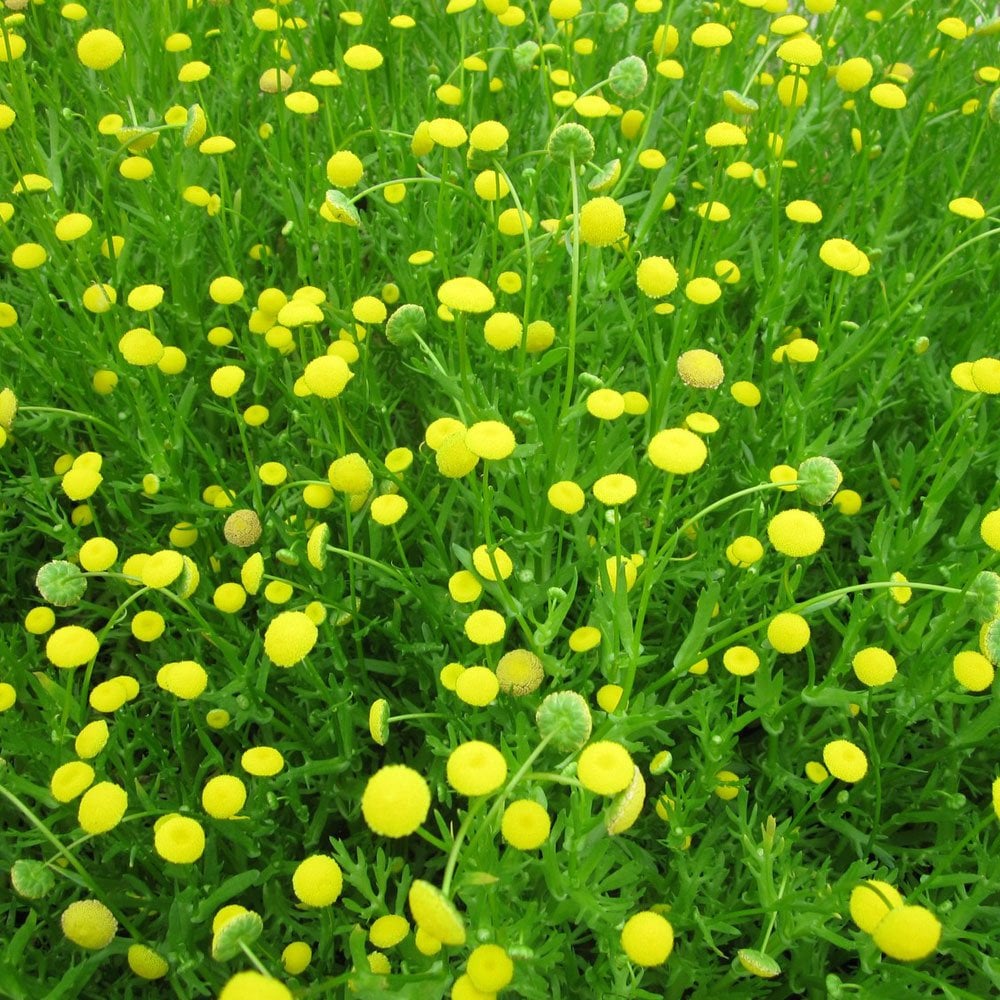 Cotula Coronopifolia - Brass Buttons
