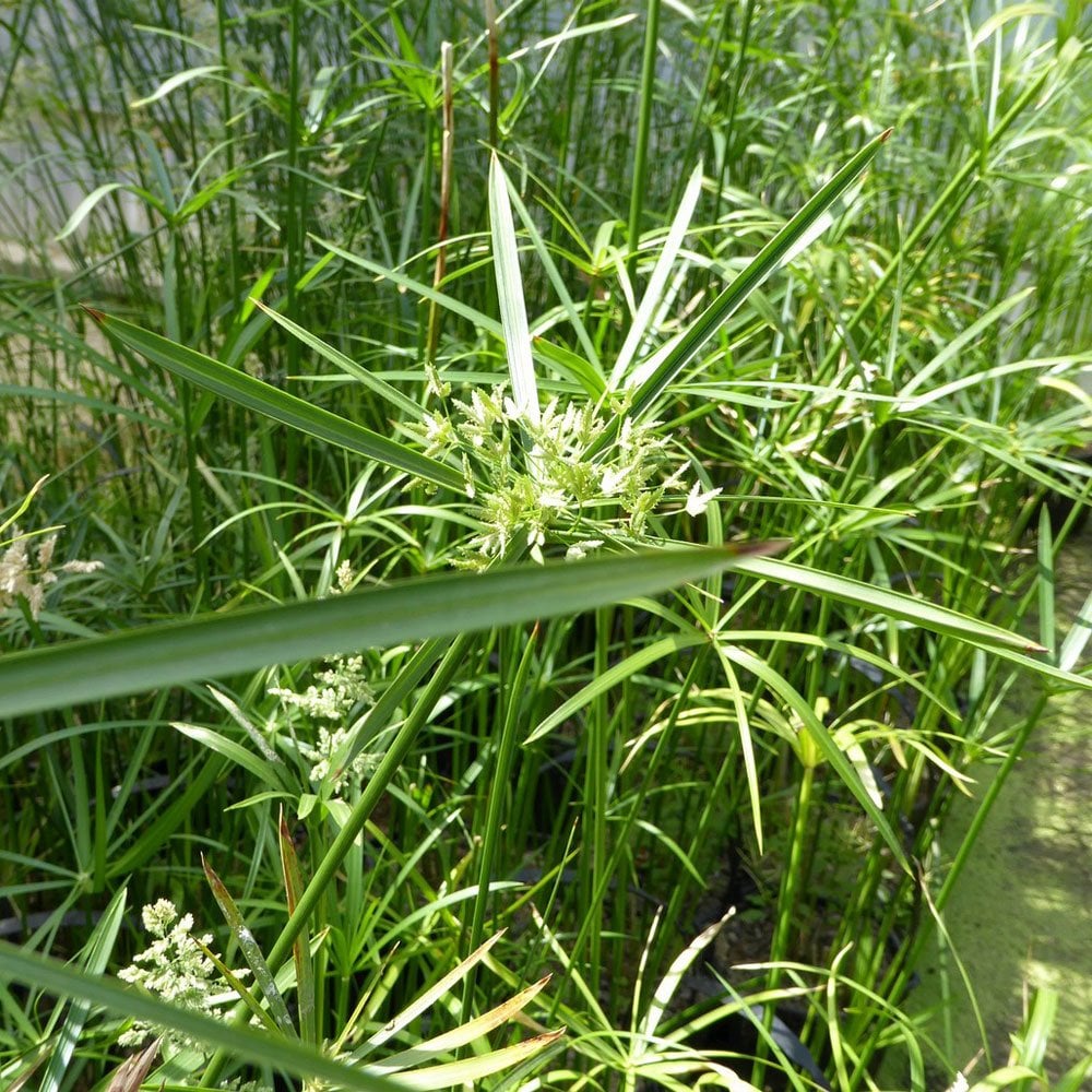 Cyperus Alternifolius - Umbrella Plant