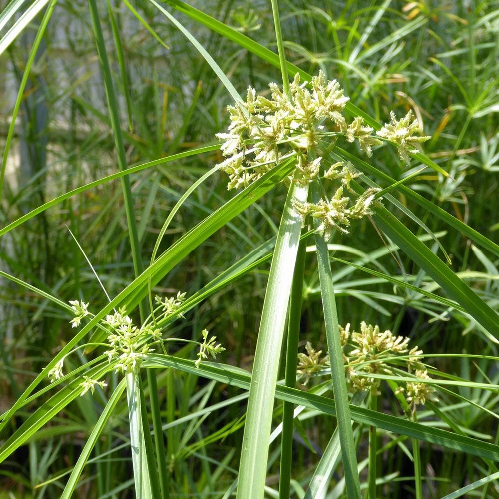 Cyperus Alternifolius - Umbrella Plant
