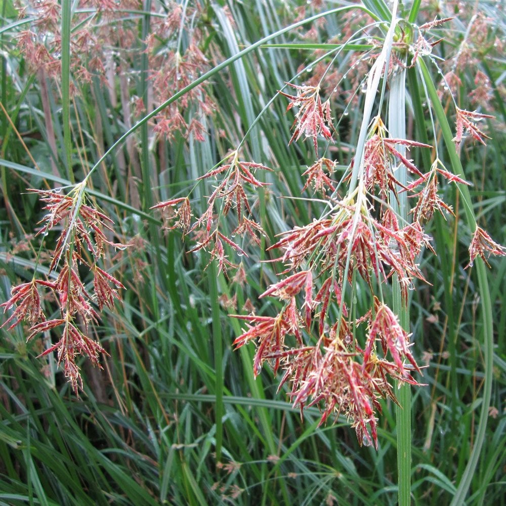 Cyperus Longus - Sweet Gallingale