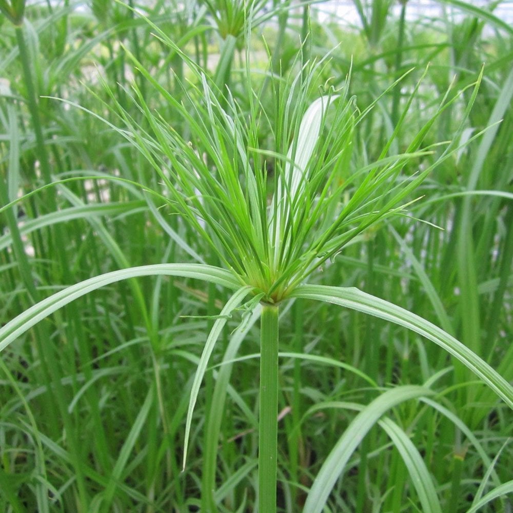 Cyperus Papyrus - Egyptian Paper Rush