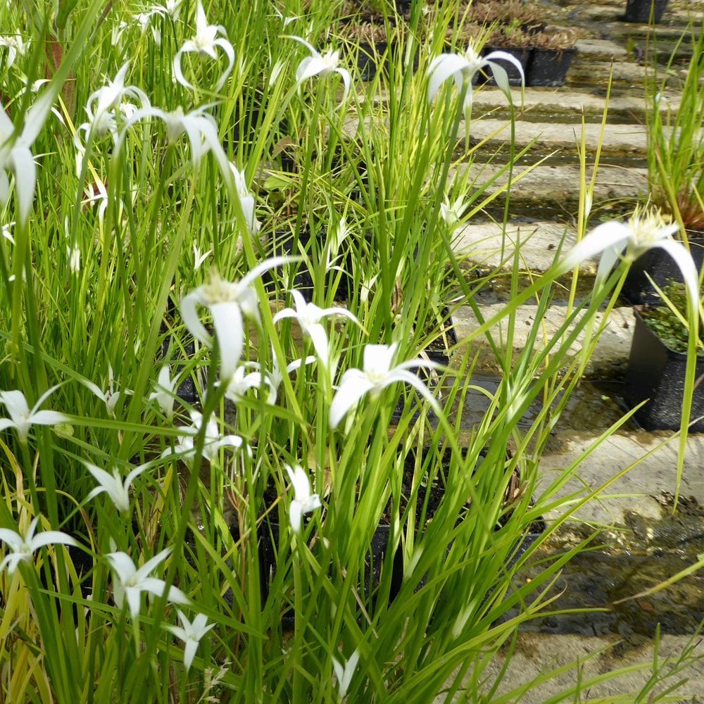 Dichromena Colorata - White Star Grass