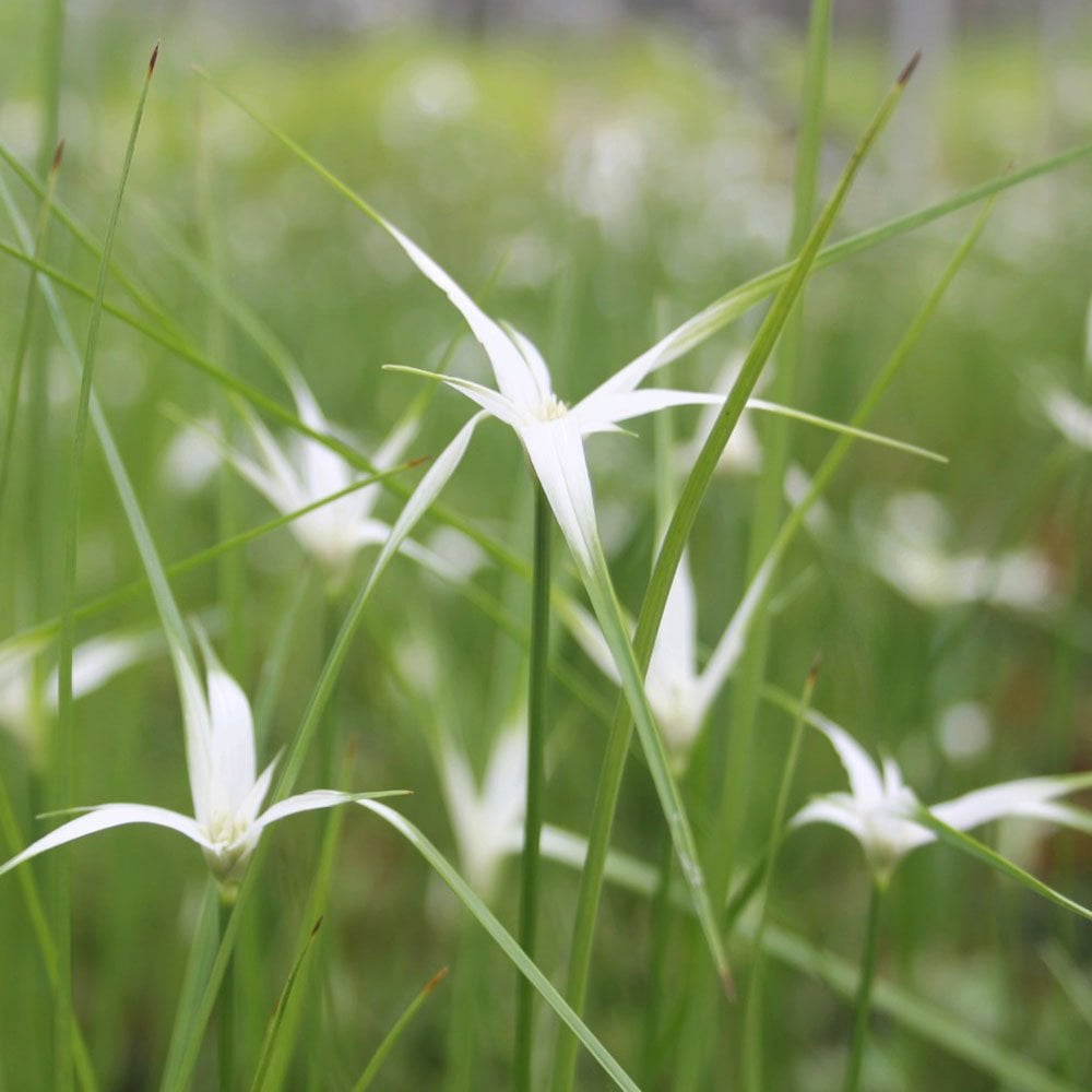 Dichromena Colorata - White Star Grass