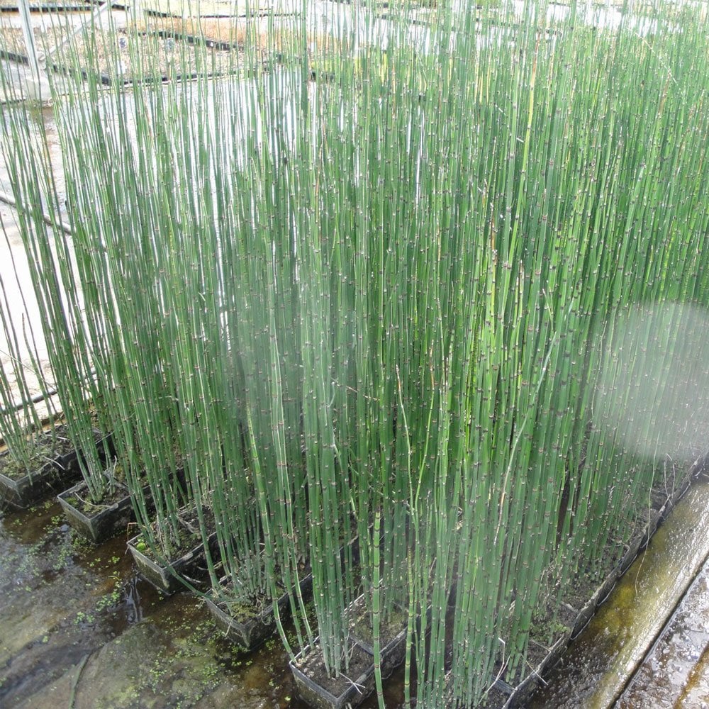Equisetum Hyemale - Rough Horsetail