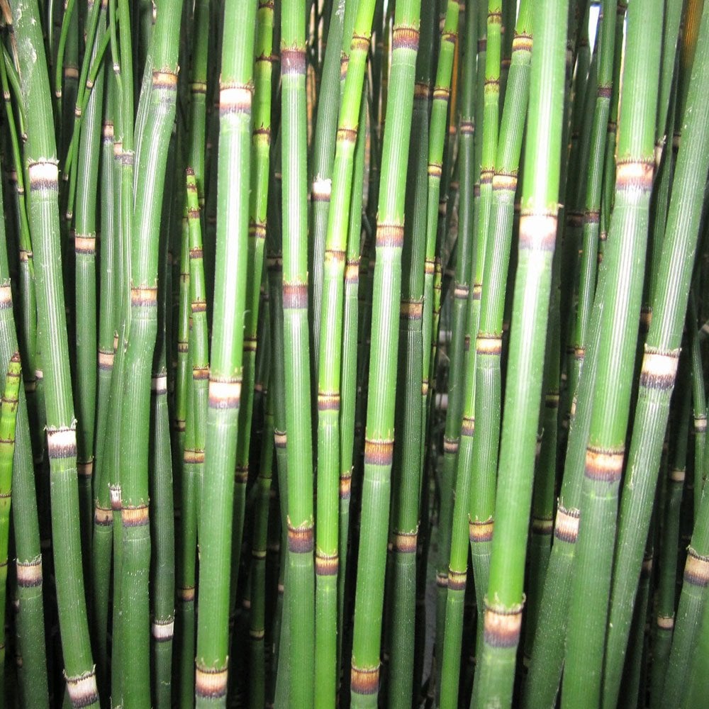 Equisetum Hyemale - Rough Horsetail