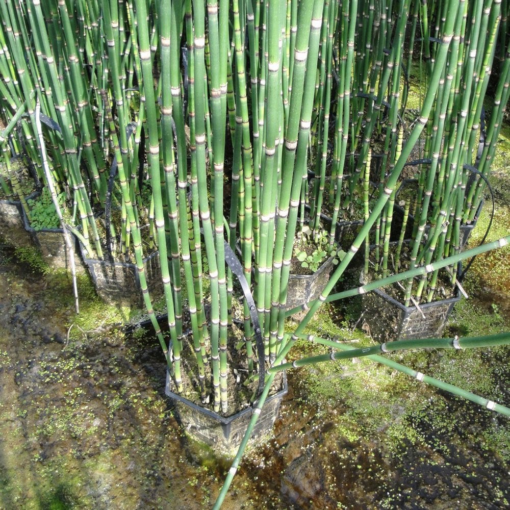 Equisetum Hyemale - Rough Horsetail