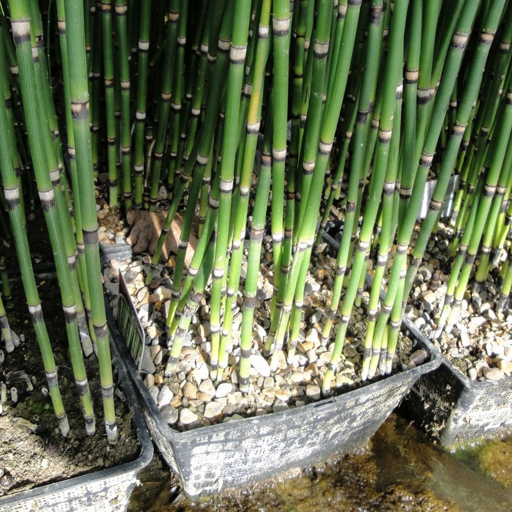 Equisetum Hyemale - Rough Horsetail