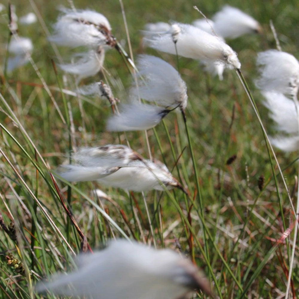 Eriophorum Angustifolium - Common Cotton Grass
