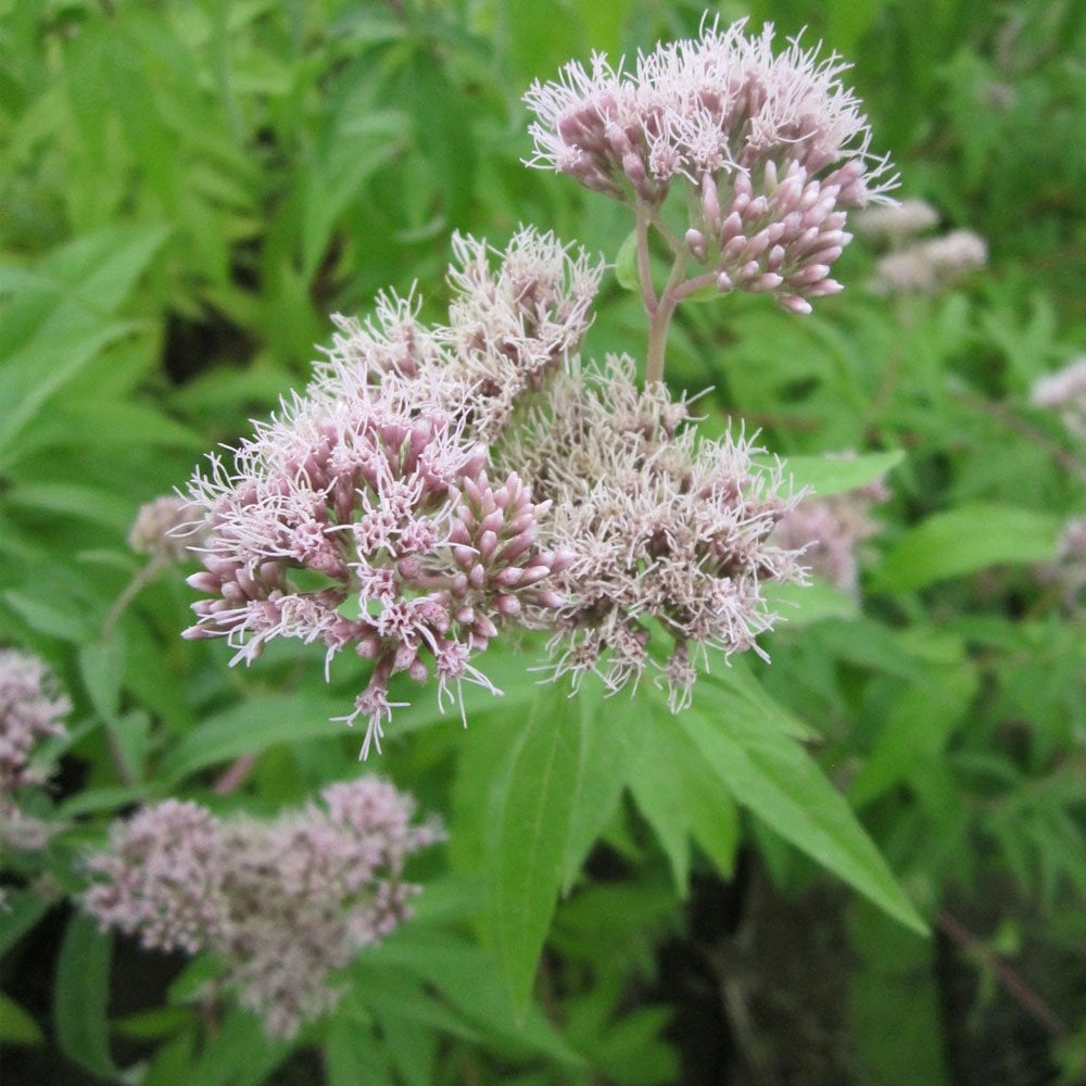Eupatorium Cannabinum - Hemp Agrimony