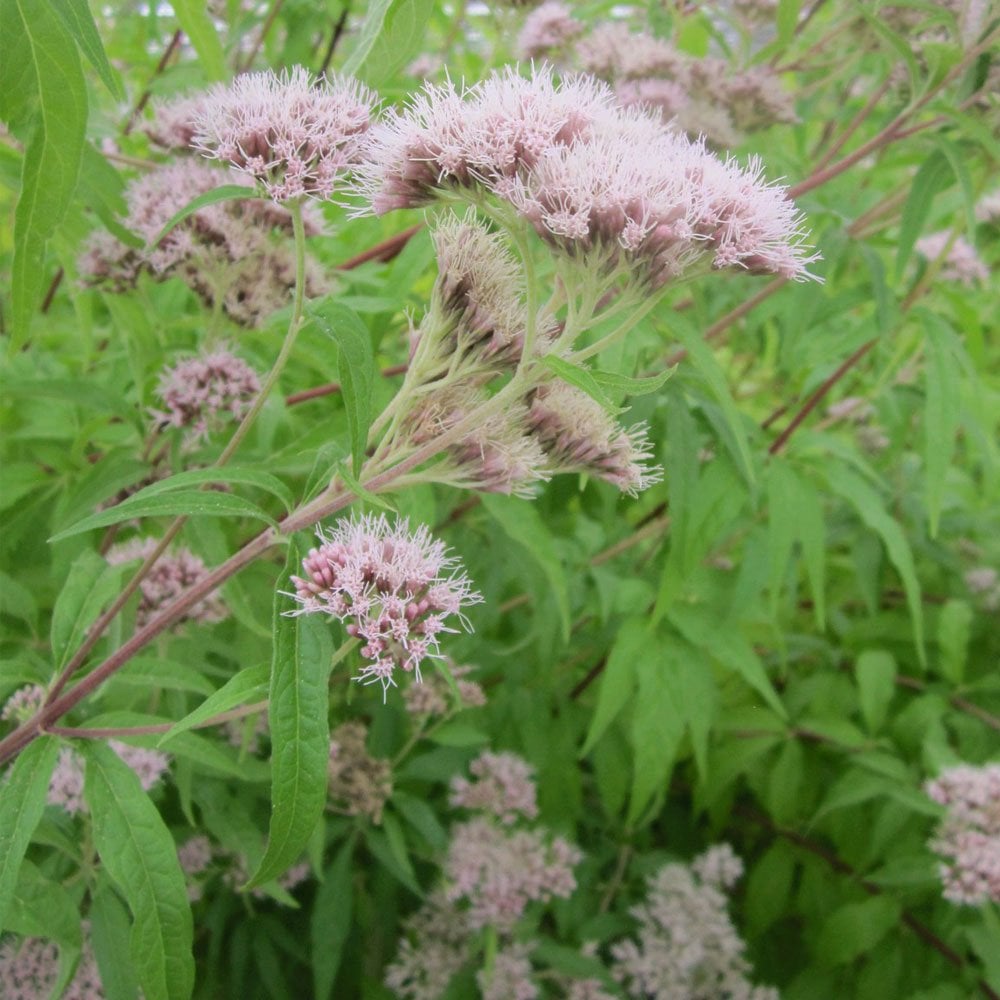 Eupatorium Cannabinum - Hemp Agrimony