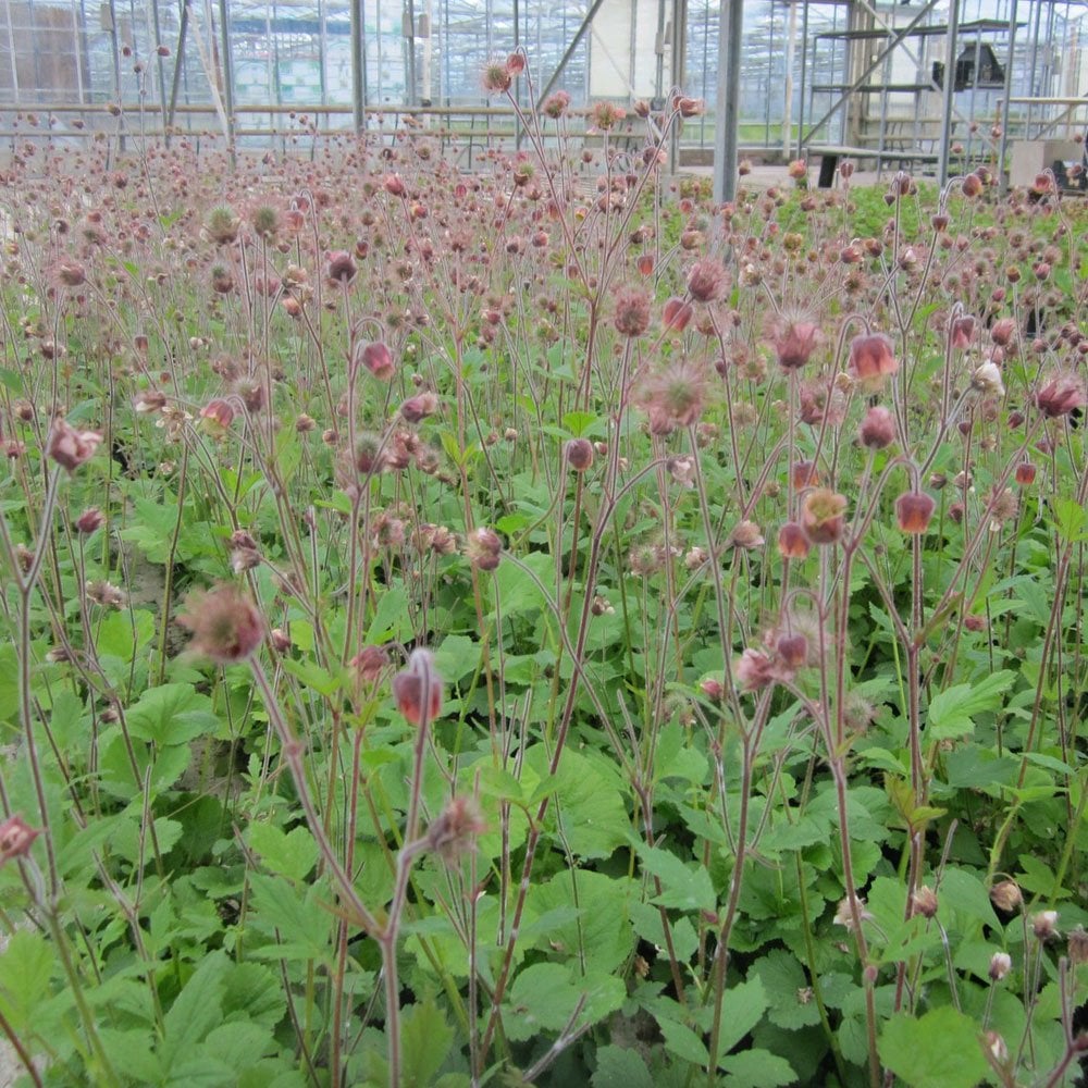 Geum Rivale - Water Avens