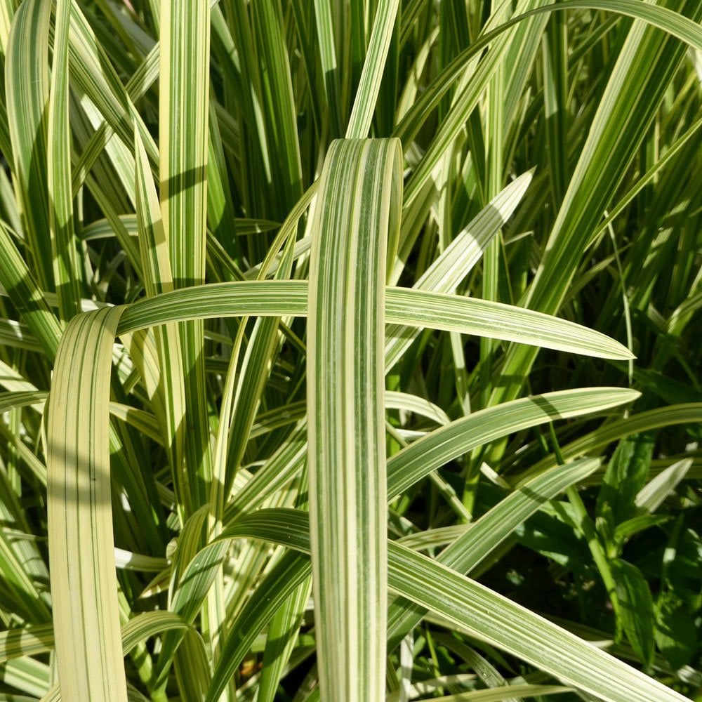 Glyceria Maxima Variegata - Variegated Reed Sweet Grass