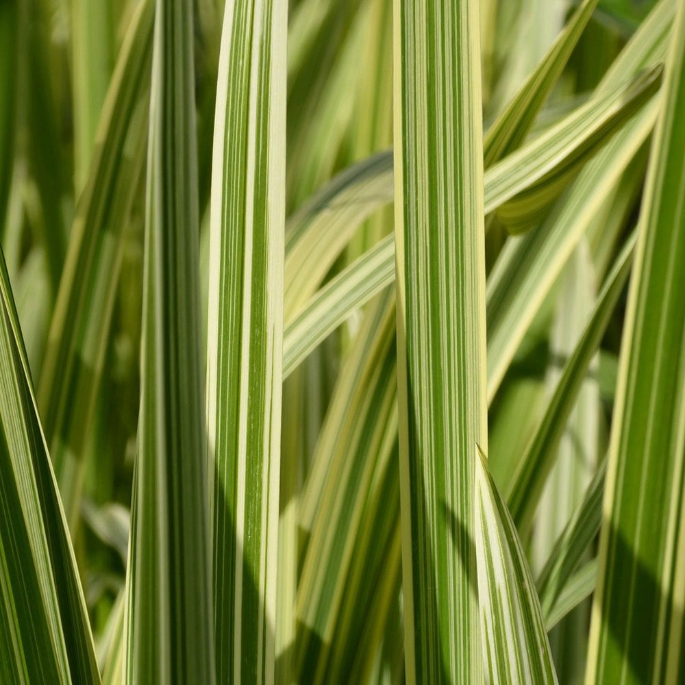 Glyceria Maxima Variegata - Variegated Reed Sweet Grass