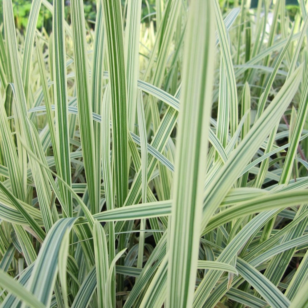 Glyceria Maxima Variegata - Variegated Reed Sweet Grass