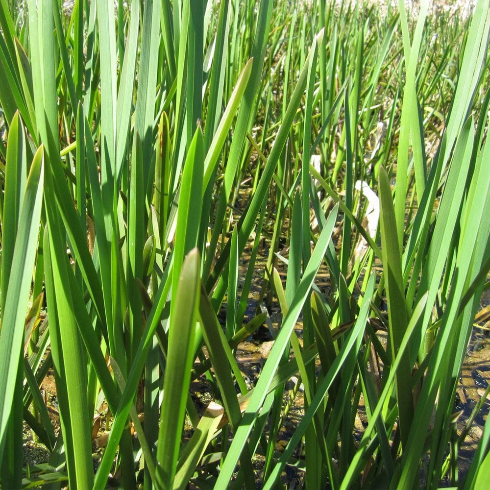 Glyceria Maxima Variegata - Variegated Reed Sweet Grass