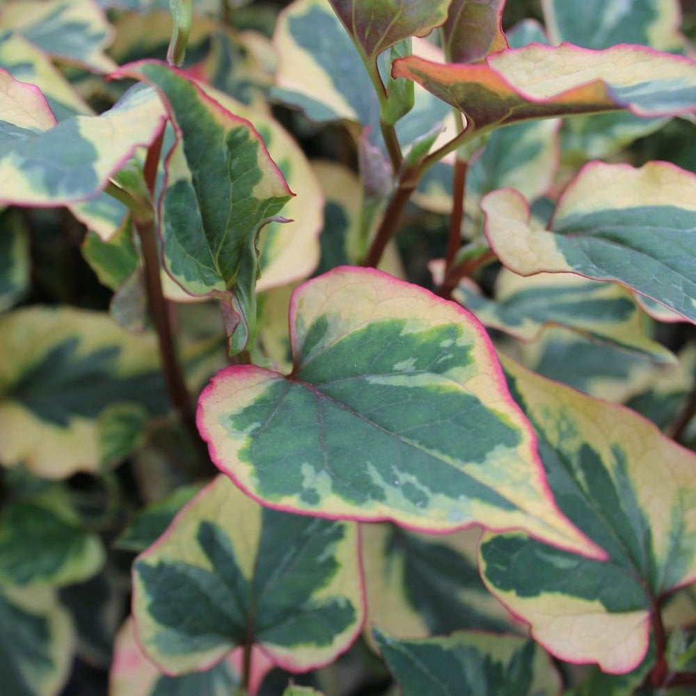 Houttuynia Cordata Chameleon