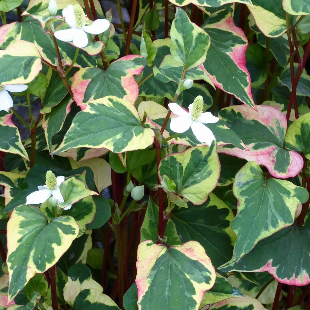 Houttuynia Cordata Chameleon