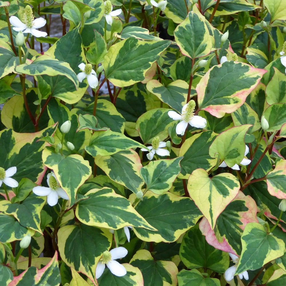 Houttuynia Cordata Chameleon