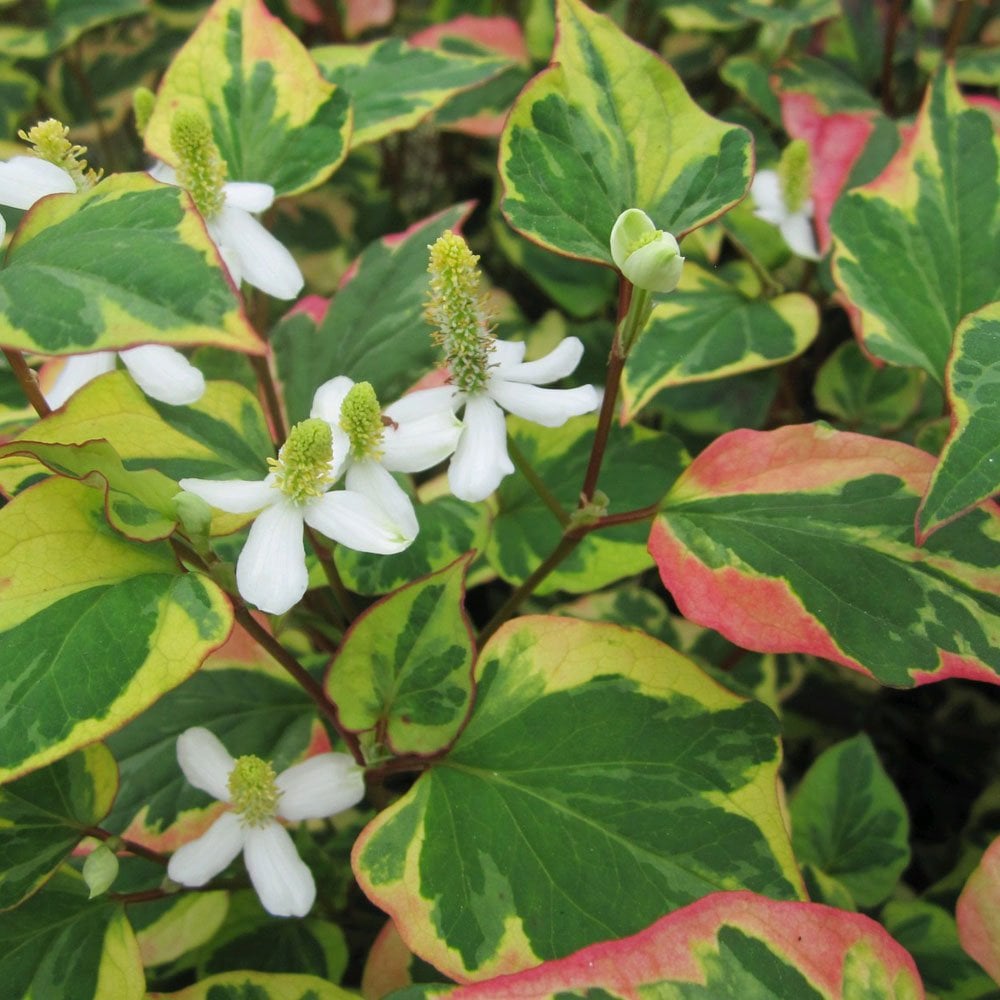 Houttuynia Cordata Chameleon