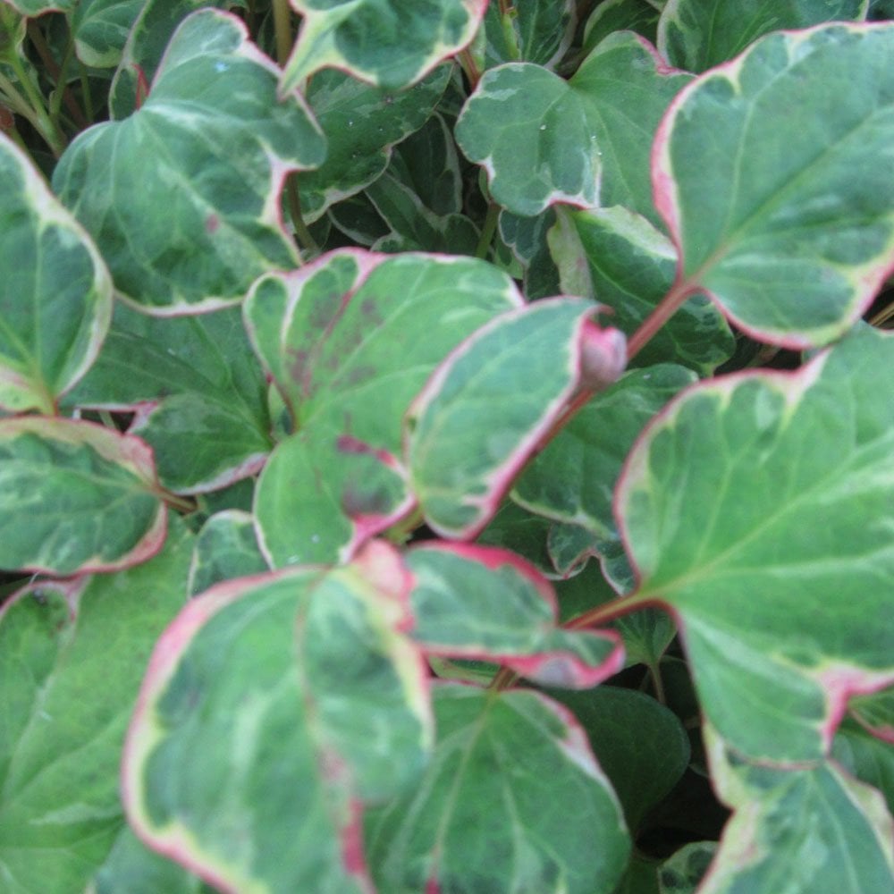 Houttuynia Cordata Boo Boo
