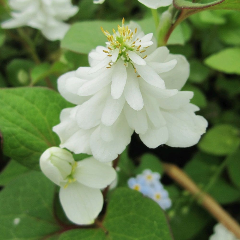 Houttuynia Cordata Plena - Orange Peel Plant