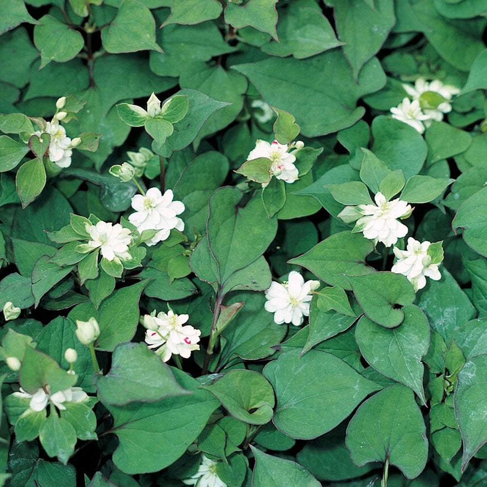 Houttuynia Cordata Plena - Orange Peel Plant