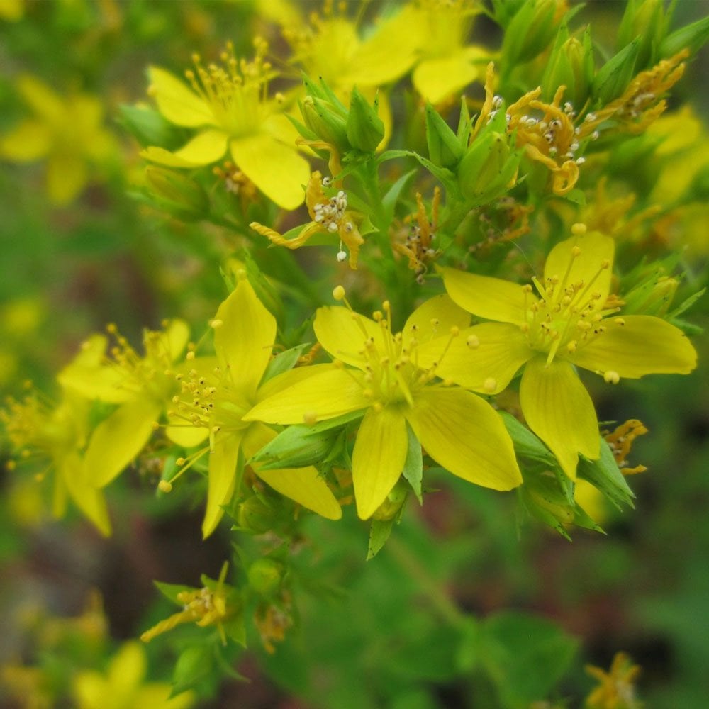 Hypericum Tetrapterum - Square Stalked St Johns Wart