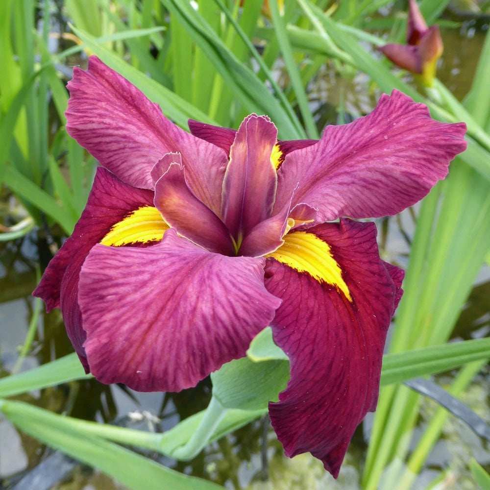 Iris Louisiana Ann Chowning