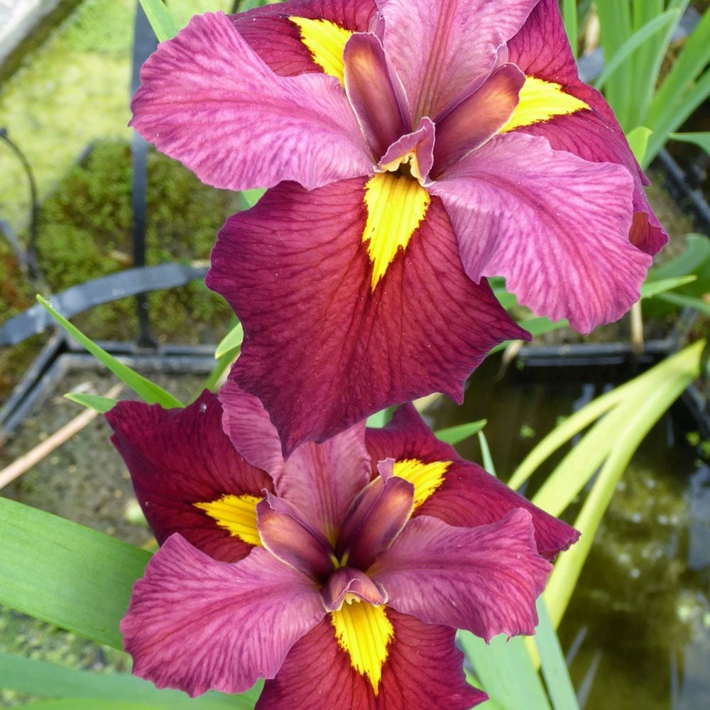 Iris Louisiana Ann Chowning