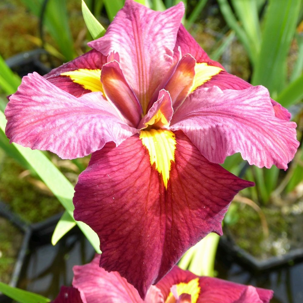 Iris Louisiana Ann Chowning