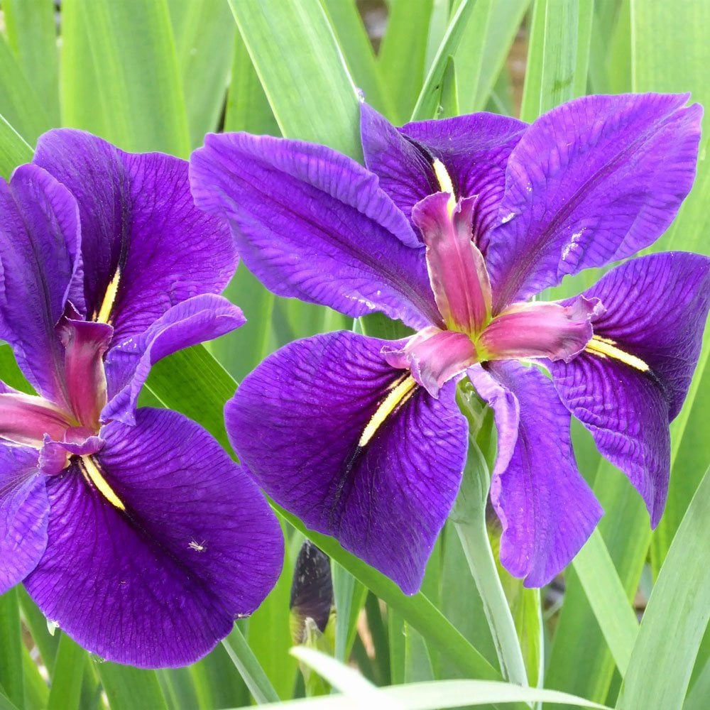 Iris Louisiana Black Gamecock