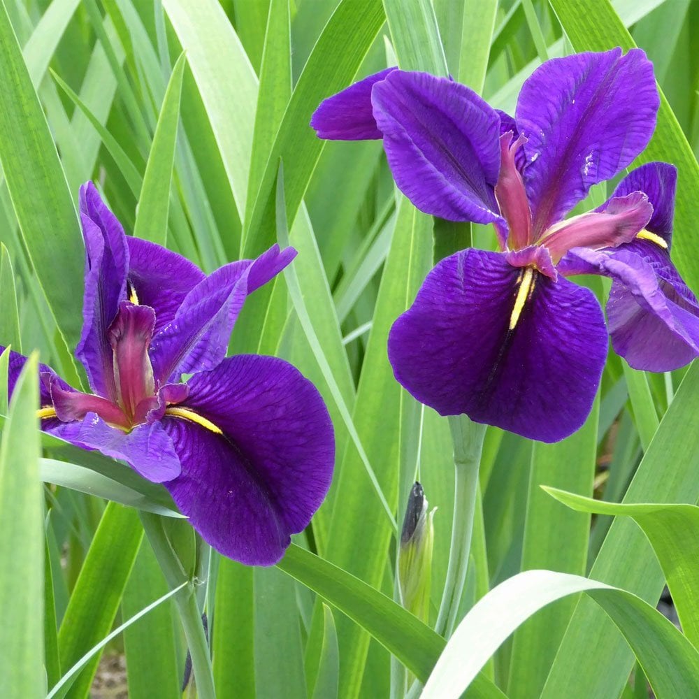 Iris Louisiana Black Gamecock