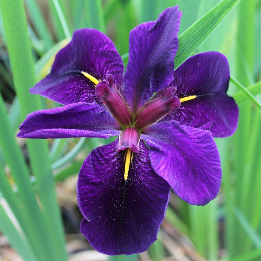 Iris Louisiana Black Gamecock
