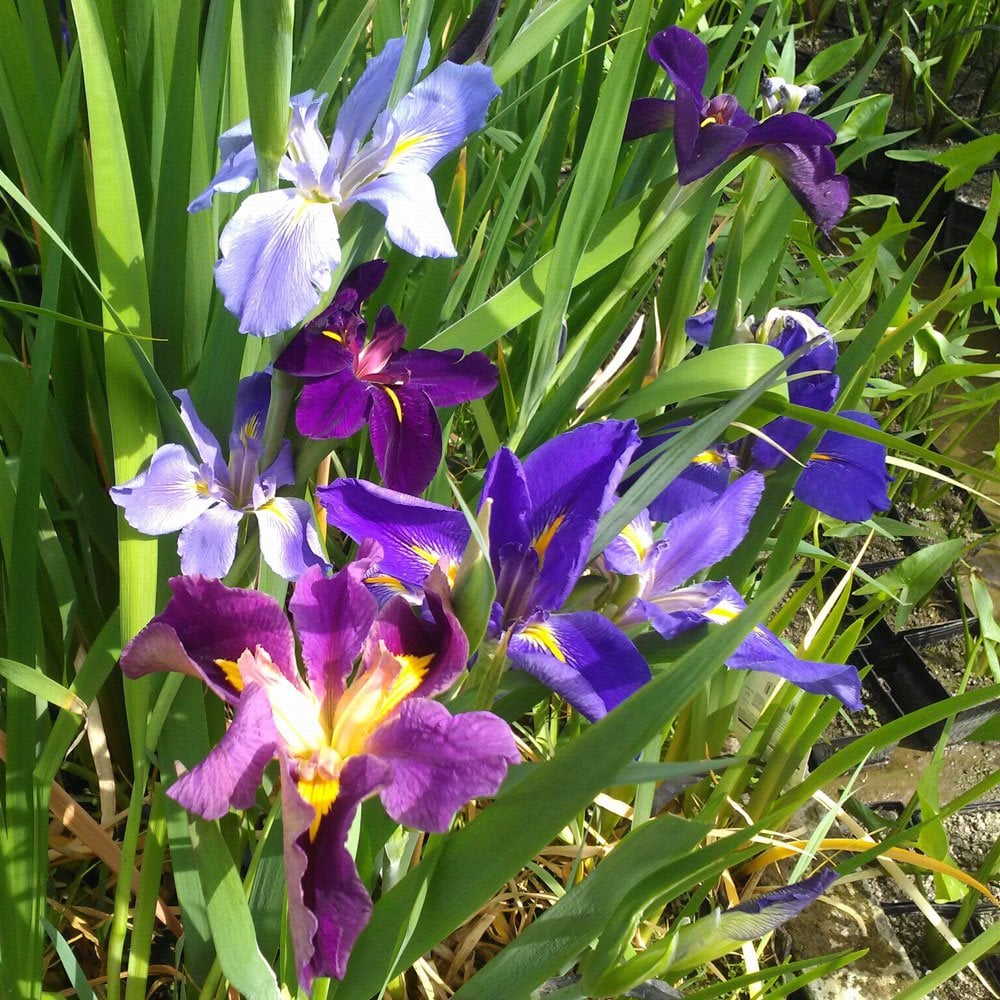 Iris Louisiana Mixed 3Ltr