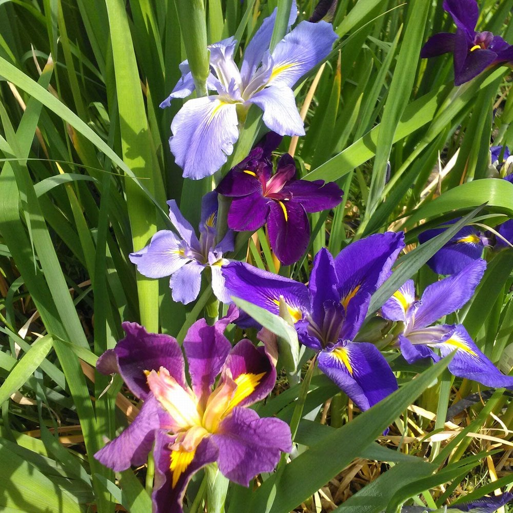 Iris Louisiana Mixed 3Ltr