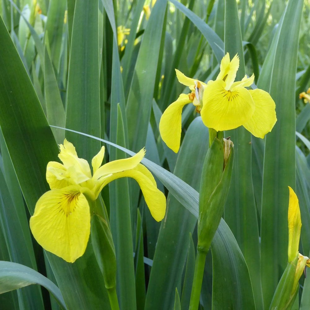 Iris Pseudacorus - Yellow Flag
