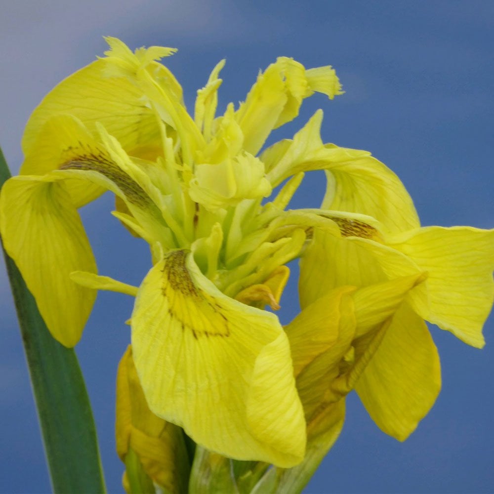 Iris Pseudacorus - Yellow Flag